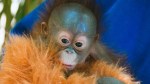 ap_baby_orangutan_jef_110406_wg