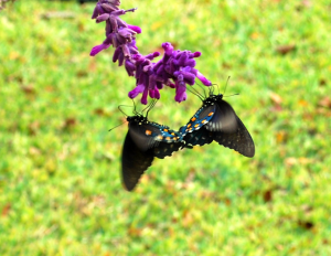 perfectly silent and stunning