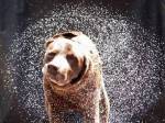 wet_dog
