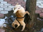 urine-dog-pee-upside-down