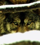 Gray-Wolf.-Courtesy-U.S.-Fish-Wildlife-Service