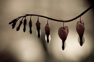 tumblr-broken-heart-photography-broken-heart-3-by-mv79-on-deviantart--photos